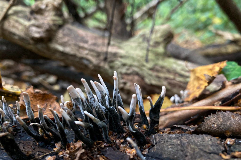 candle snuff fungus