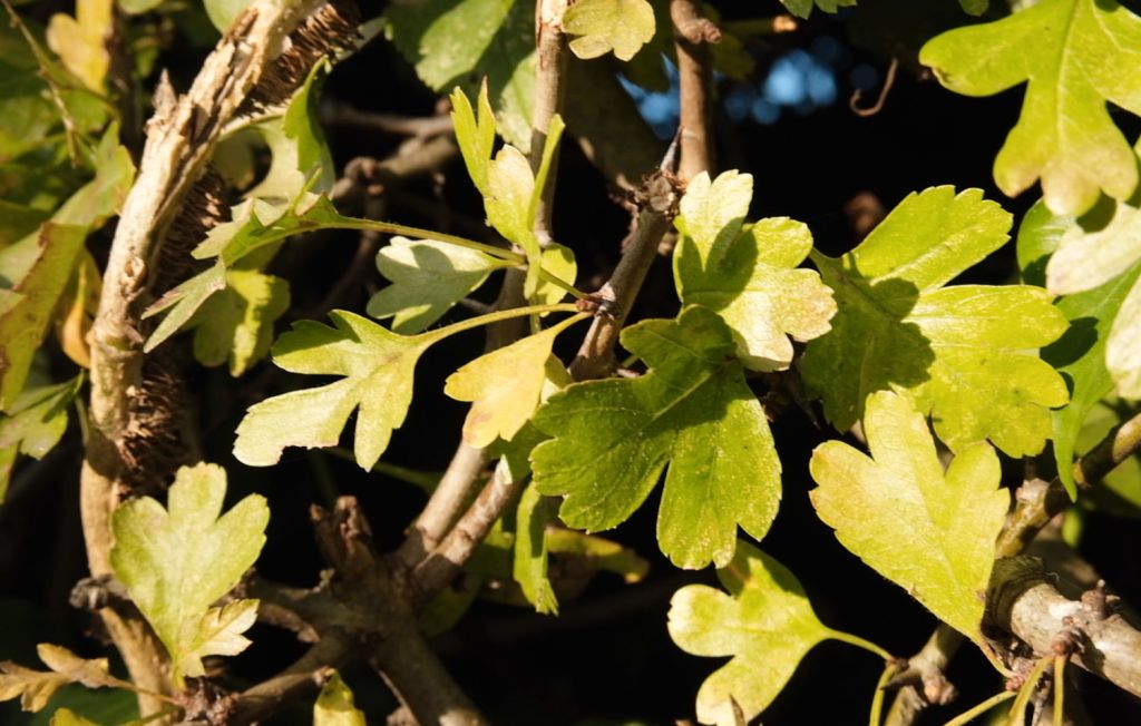 Close up of hawthorn leaves