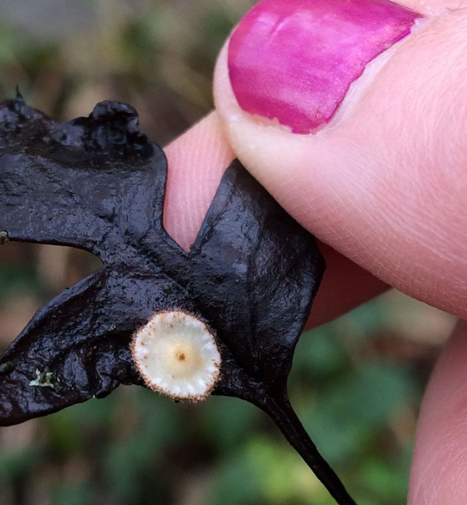 Close up of a fragment of mushroom funghi held by fingers with pink painted nails