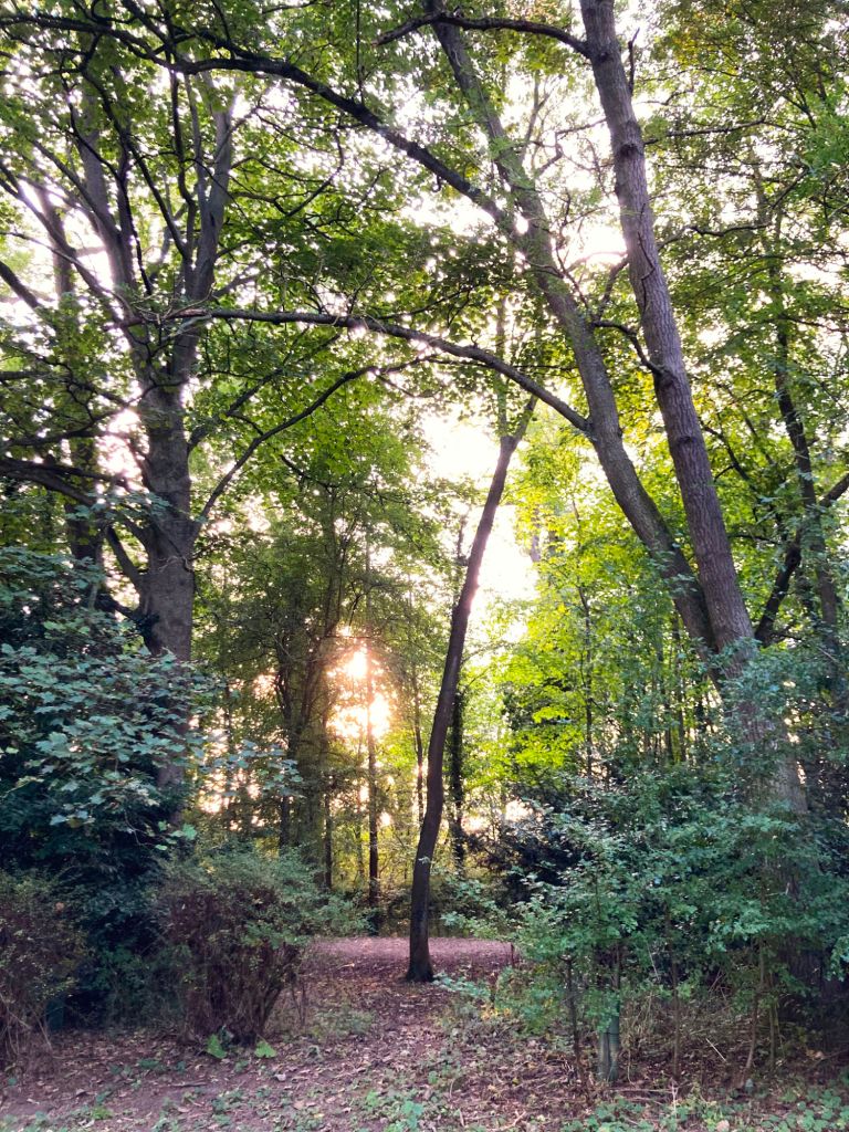 A forest scene with sunlight glinting through trees