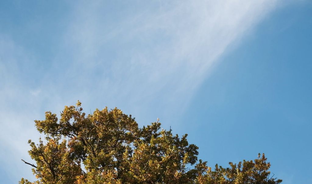 A treetop against a blue sky