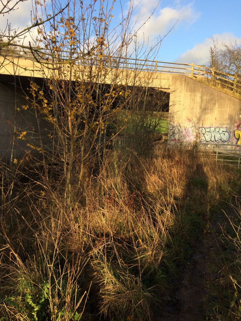 Foliage and grasses set against an urban bridge/underpass with graffiti