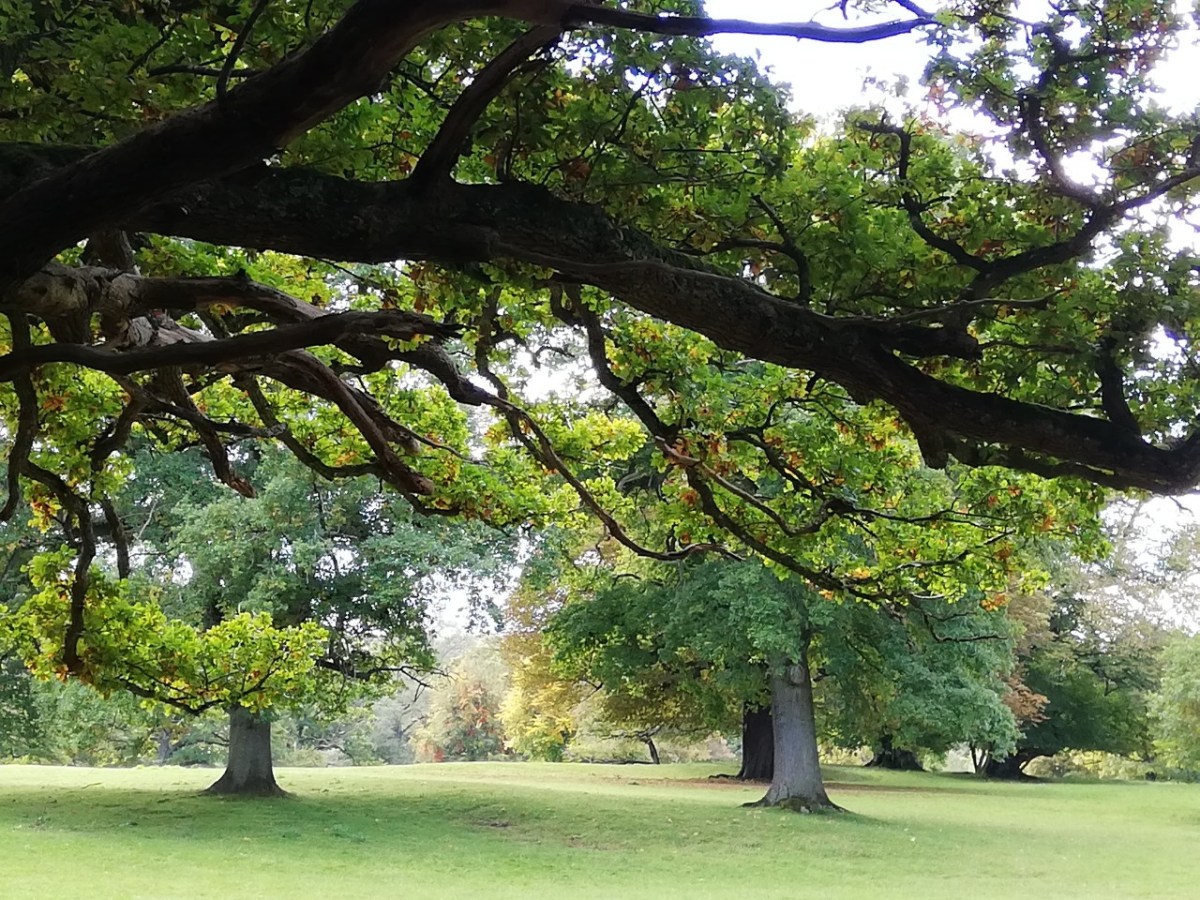 A large branch in the foreground above a landscape image of a green park with trees
