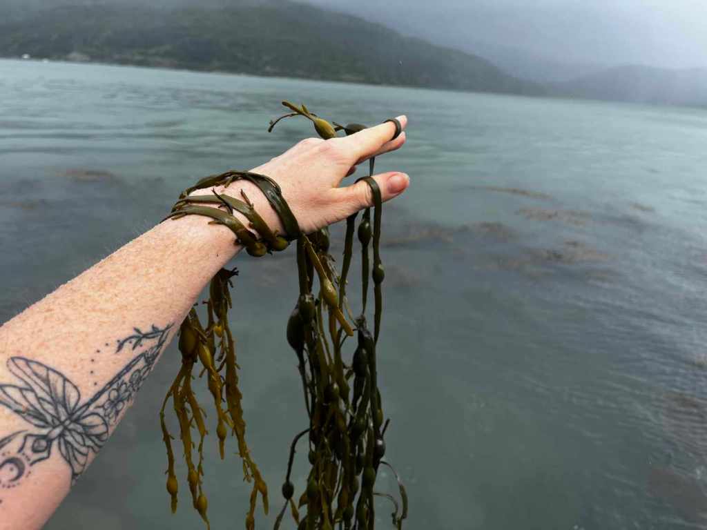 Outstretched arm of white woman holding strands of seaweed